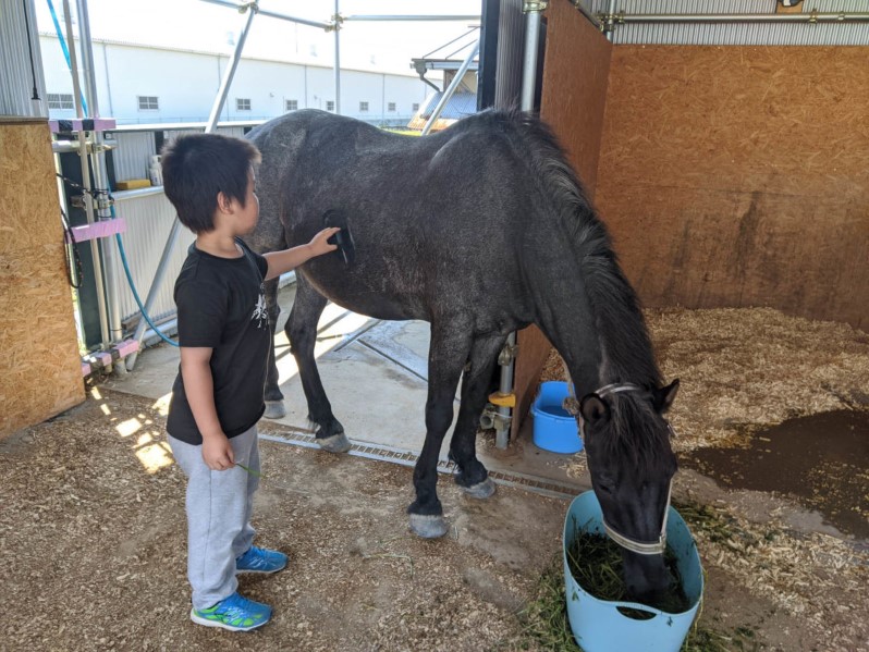 Horse Therapy